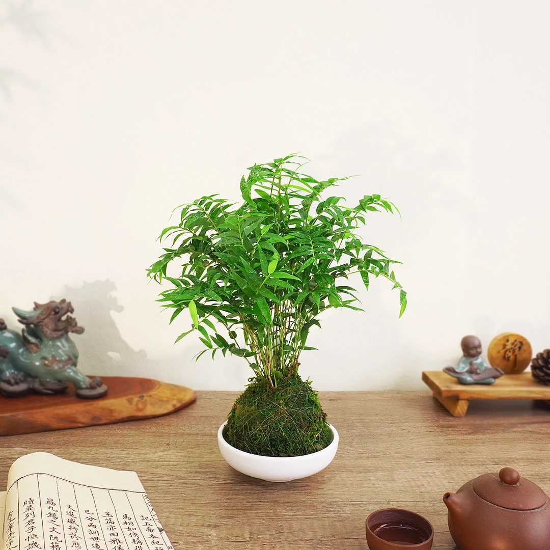 苔藓球矮种小叶米竹盆栽桌面美观四季常青水培植物