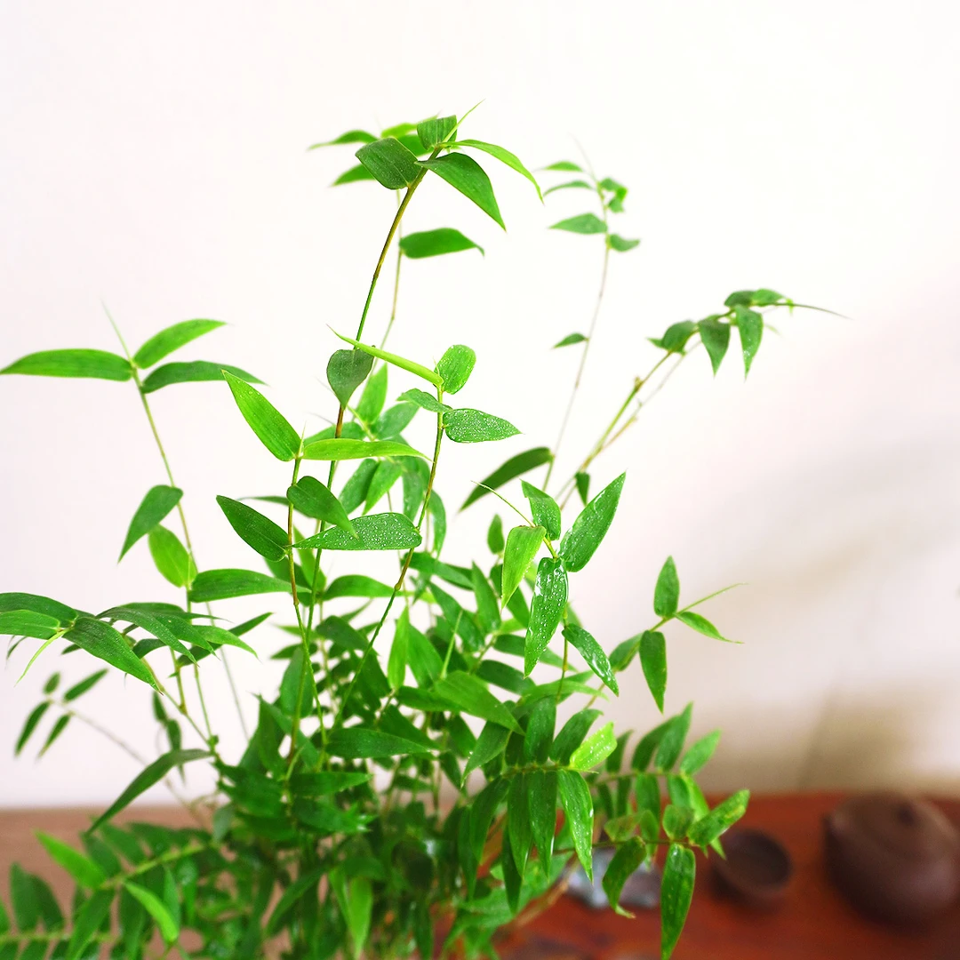一物一拍米竹红观音竹盆栽水培植物四季常青室内好养