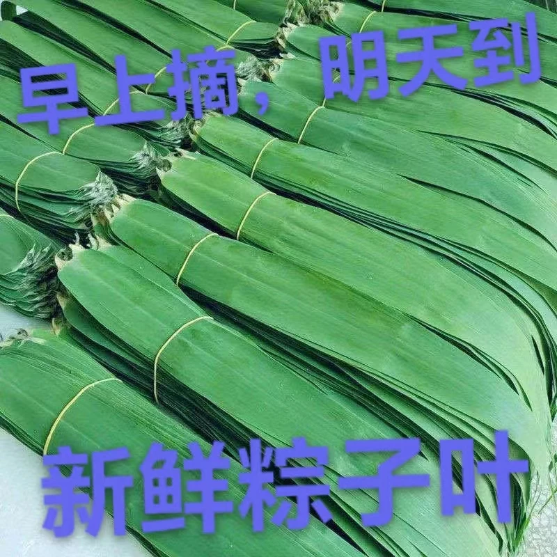 粽子叶批发野生新鲜粽子叶家用大宽叶包粽子专用的大叶广西芦苇叶