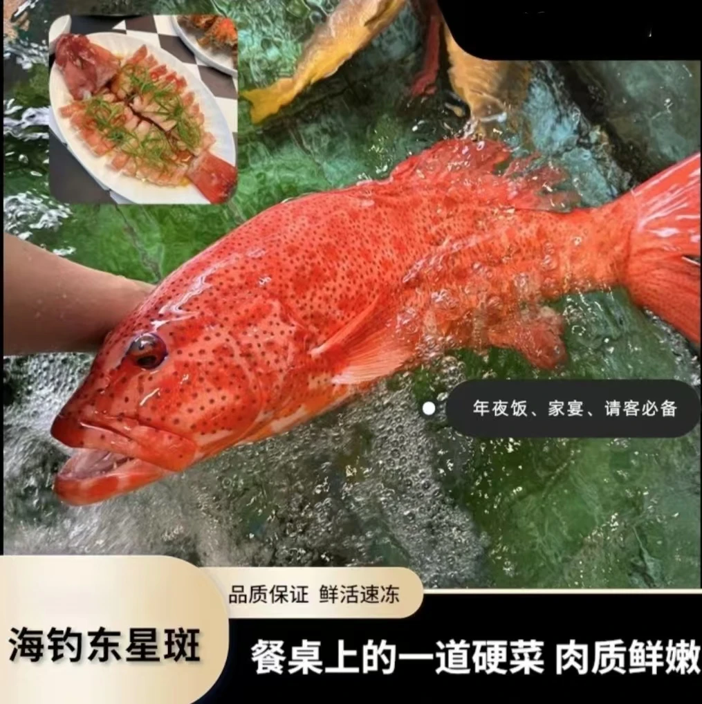 【多条装】野生东星斑2.2-2.4斤/条活冻发货默认不杀  699到手两条