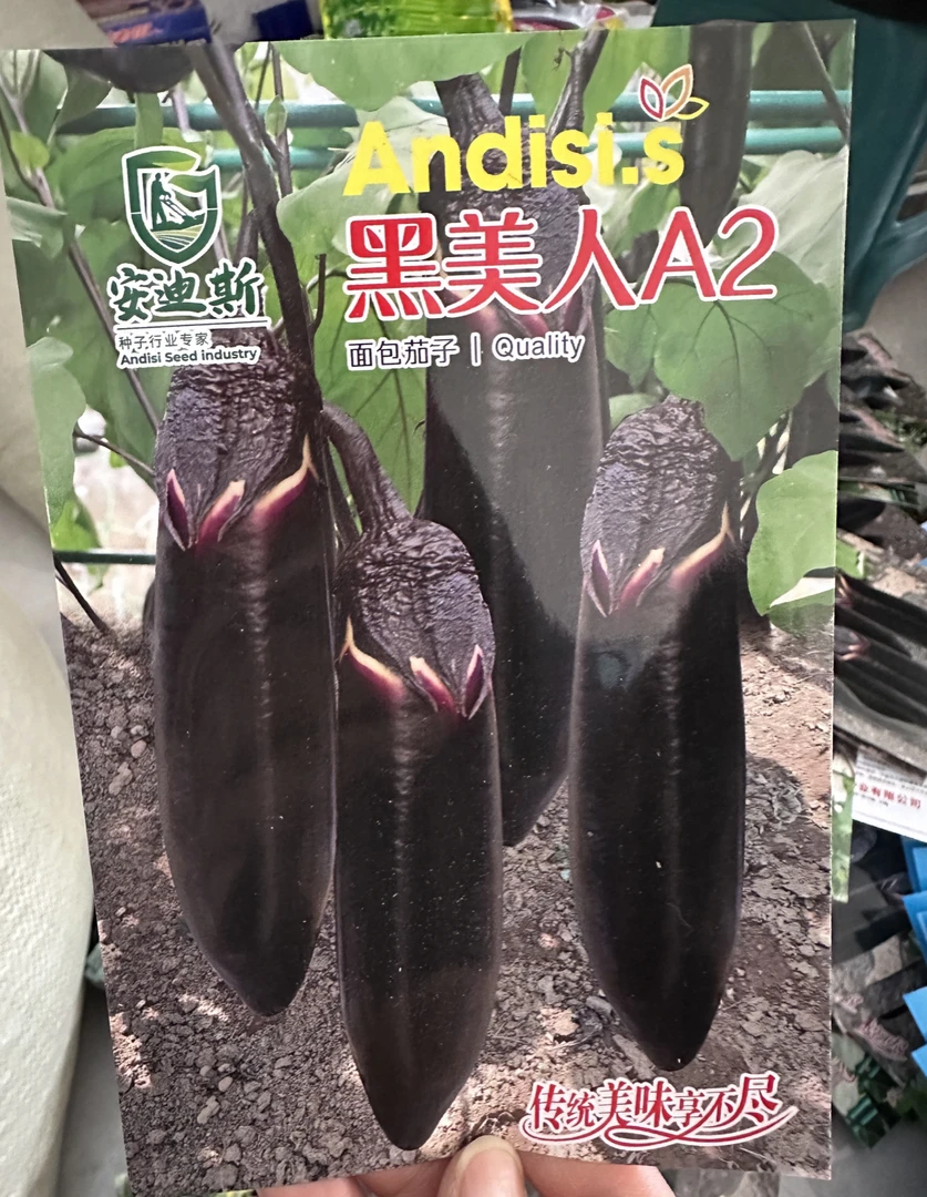 安迪斯黑美人A2面包茄子
