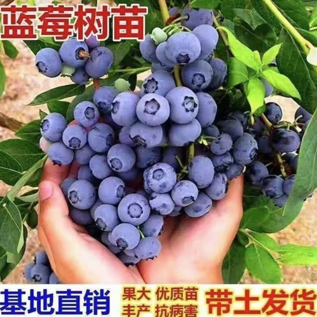 正宗蓝莓纯甜大果蓝莓树苗带土带花苞盆栽地栽南北方均可种植