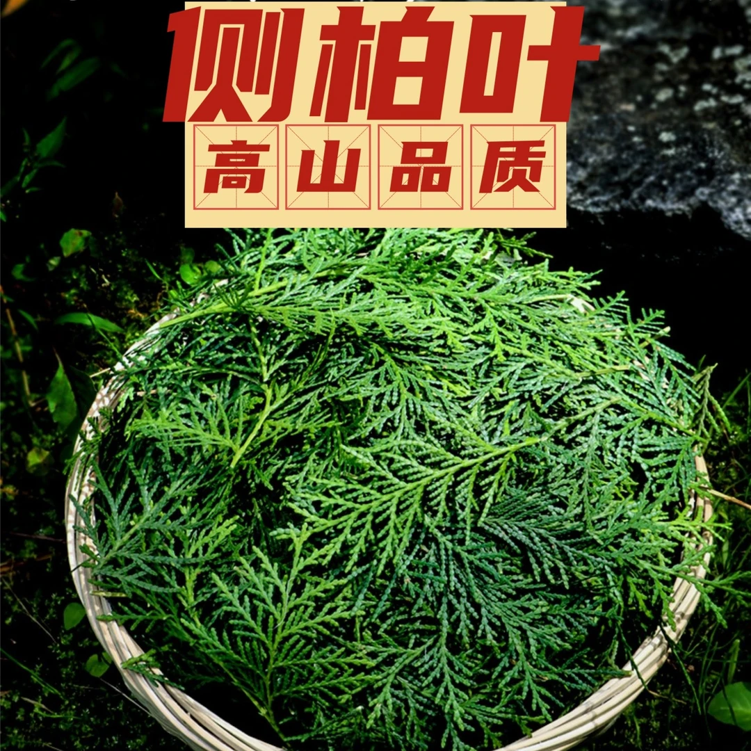 侧柏叶桃胶 甘肃深山新鲜采摘 农户手工挑拣 山野优质 包邮