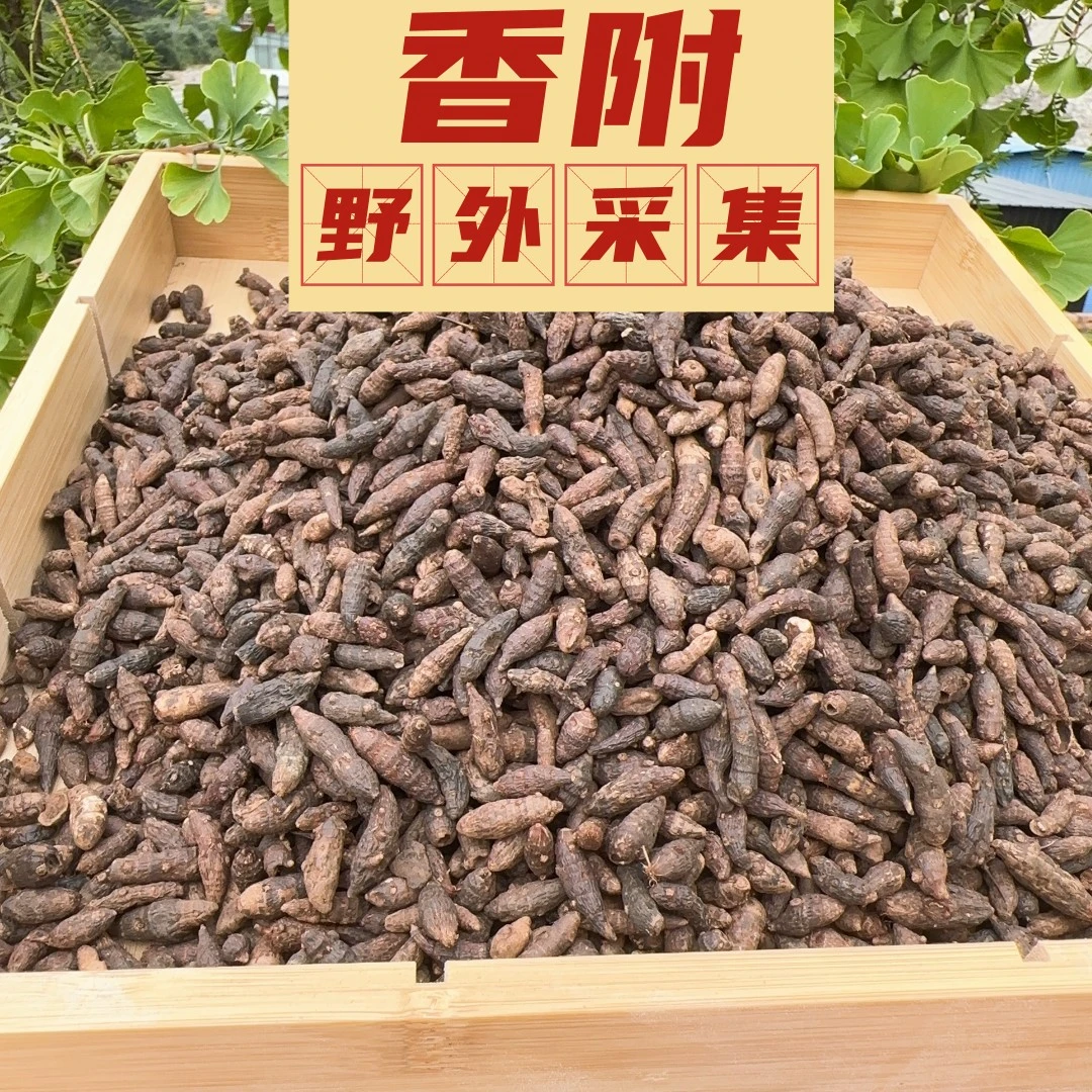 香附 野外采集 手工挑选大颗粒 搭配侧柏叶 非桃胶 包邮滋补食用