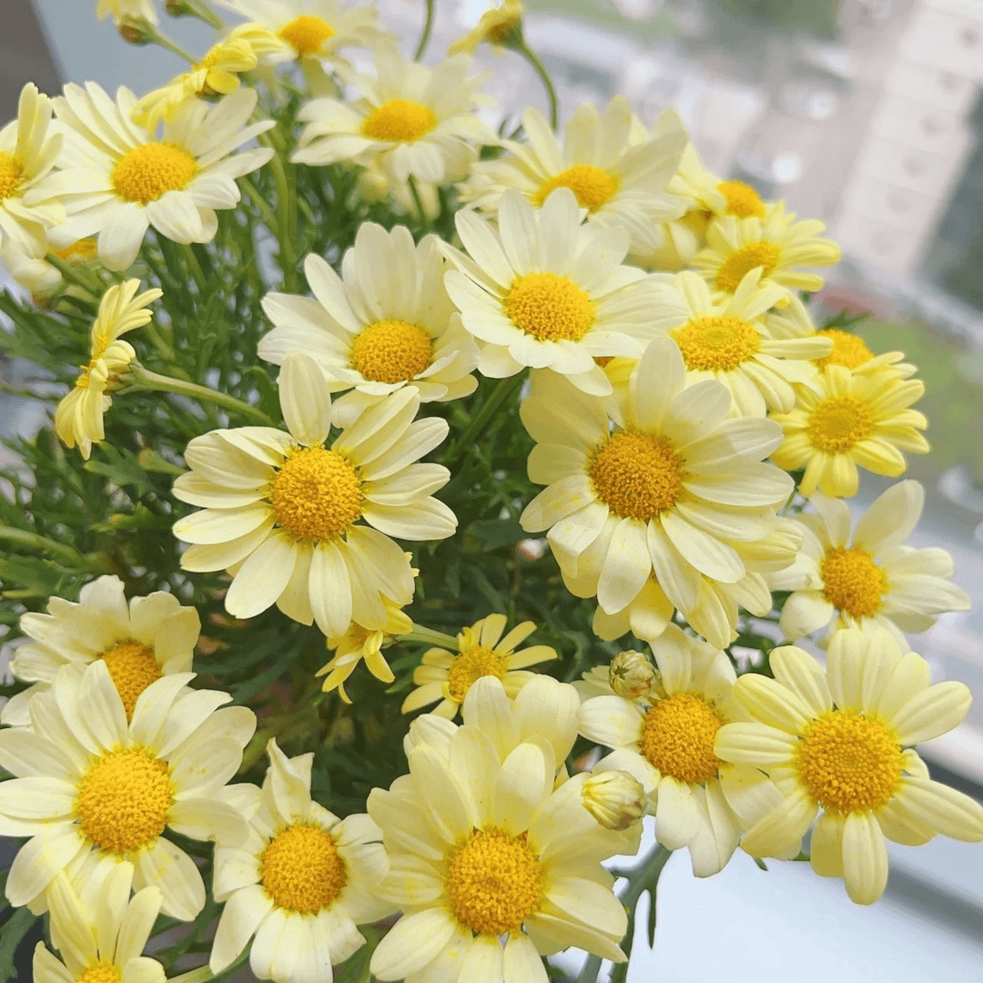 小雏菊花种子籽玛格丽特易活四季开播种花室内外阳台花卉盆栽大全