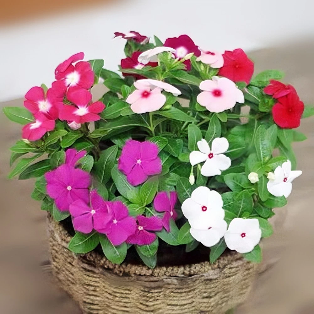 长椿花日日春种子四季开花耐旱易活阳台春季秋季花籽盆栽庭院种孑