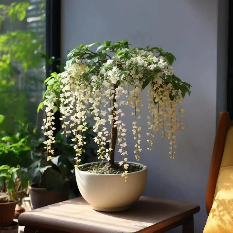 垂丝茉莉花种子四季易活花苗庭院盆栽花卉植物花种子籽花籽常开花