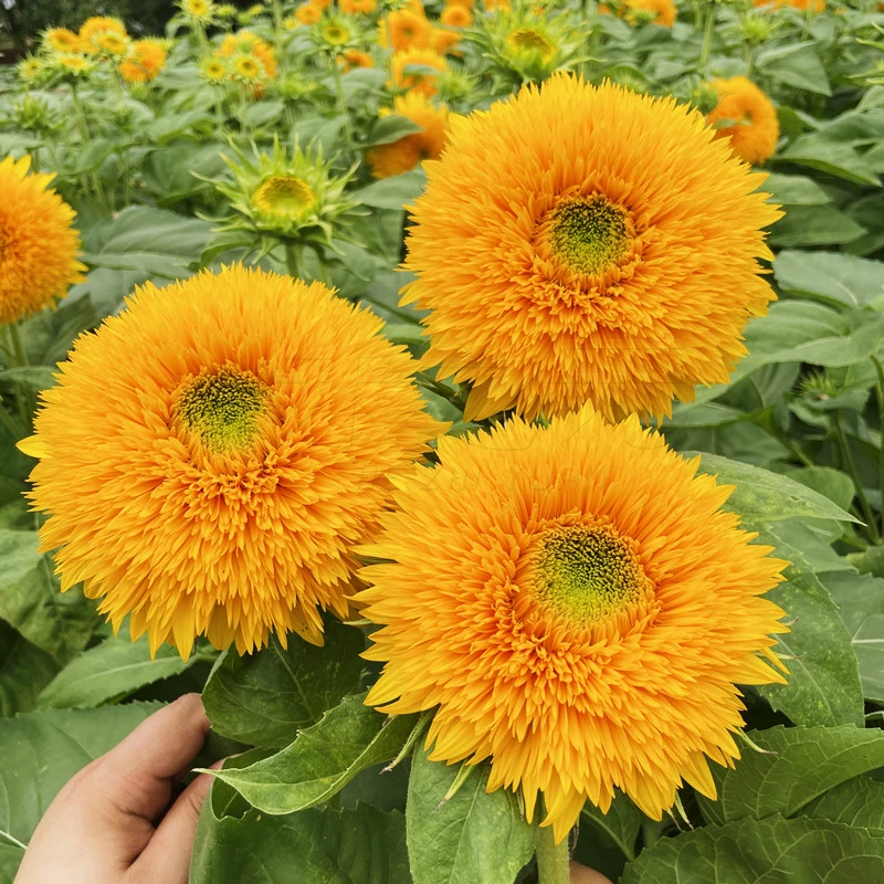 复瓣玩具熊向日葵种子观赏矮向花阳台盆栽春夏秋四季播易种籽花卉