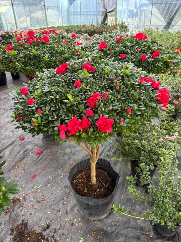 精品【杨梅红】杜鹃花盆栽带花苞四季开花室内外好养易活