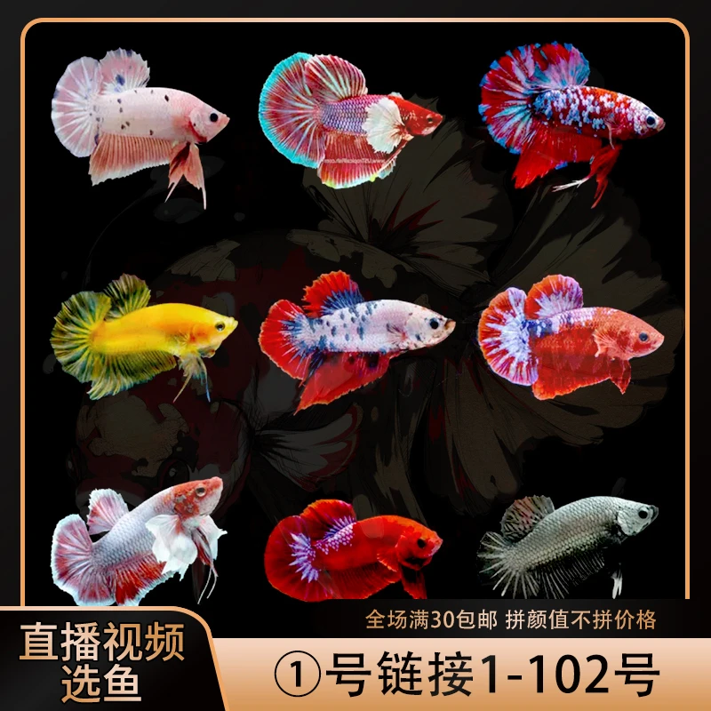 1-102号别致泰国斗鱼将军半月马尾小型观赏鱼热带鱼易养