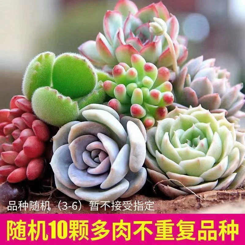 【西藏新疆发邮政】10颗不重复多肉植物组合套餐