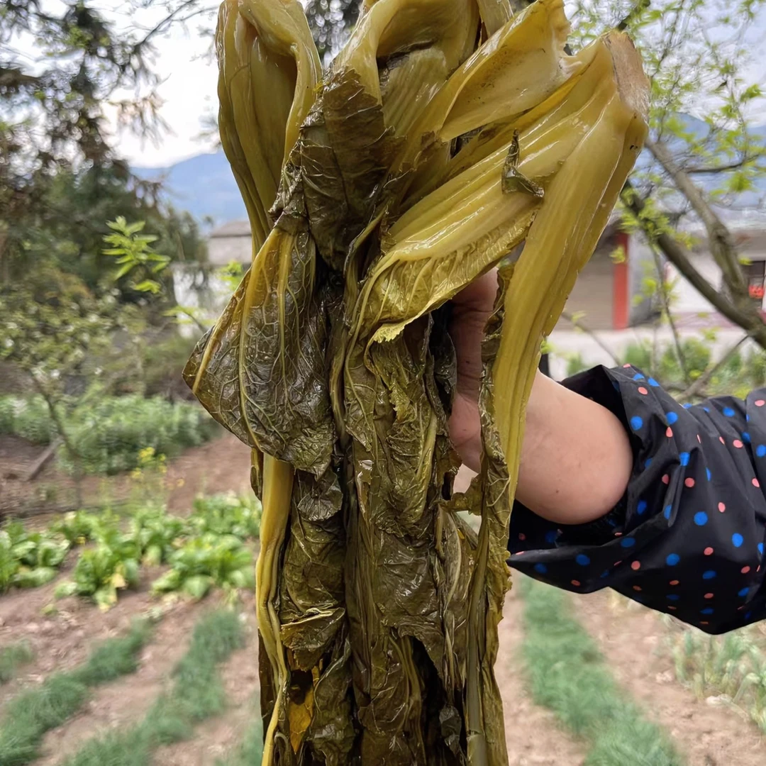 云南镇雄无盐酸菜1斤2斤4斤10斤20斤装