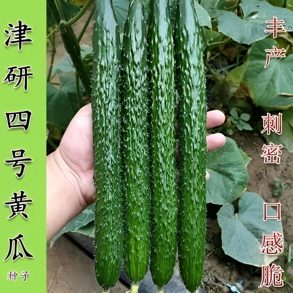 正宗优质【厂家直销】津研4,7号黄瓜种子长款绿心黄瓜种籽黄瓜高产