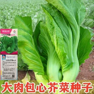 正宗优质包心甘甜种子腌制酸菜清香四季播阳台盆栽蔬菜种子高产