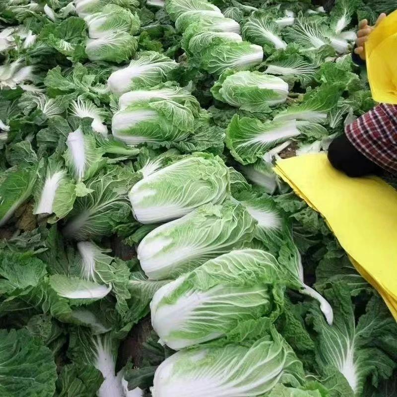 丰抗78白菜种秋播阳台菜籽大白菜种子冬储蔬菜籽