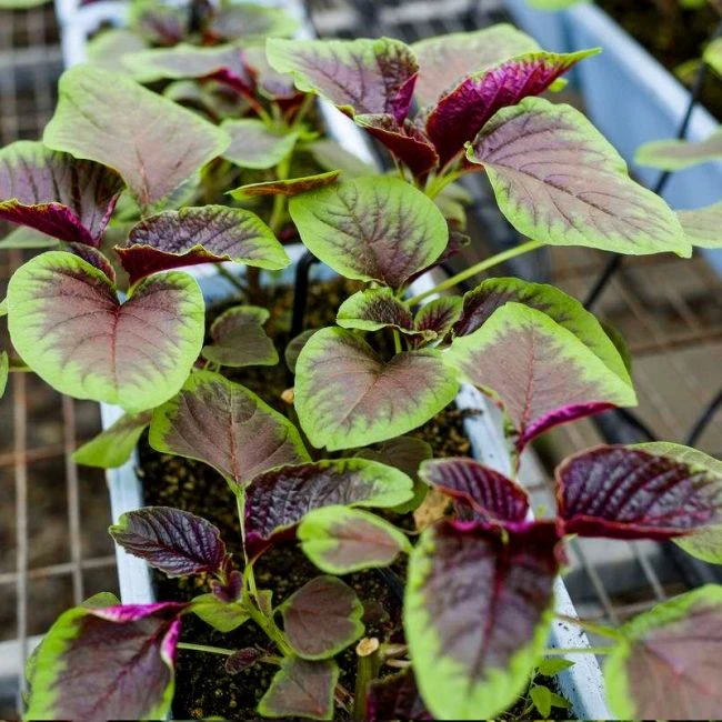 精选优质【基地直销】抗旱红苋菜种子春夏新鲜青菜种籽野菜菜高产