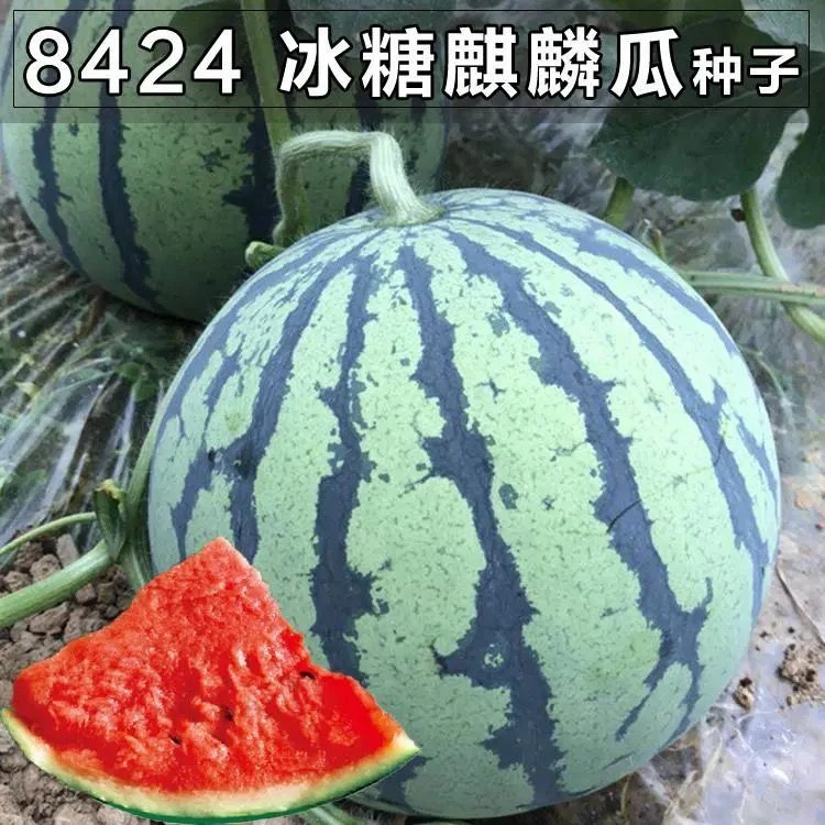 精选优质冰糖麒麟西瓜种子早熟抗病南北多汁新品种超甜盆载高产