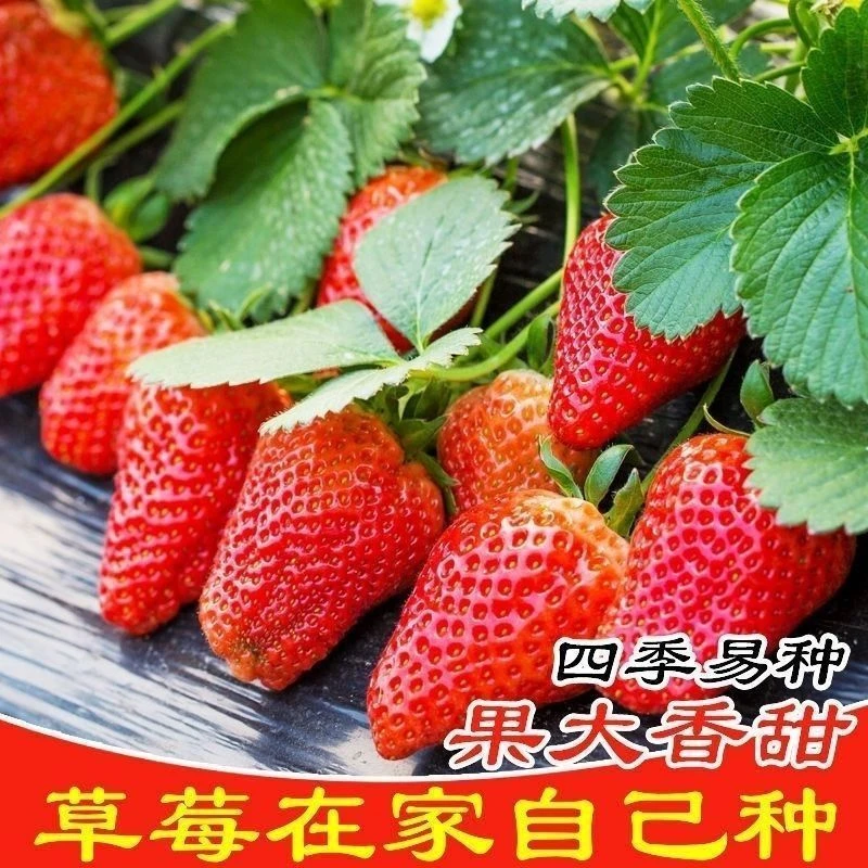 正宗优质四季红草莓种子食用香甜大果新手易种阳台盆栽水果蔬高产