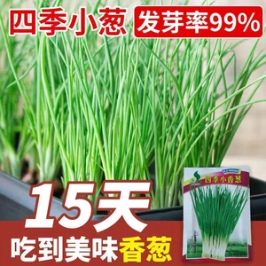 正宗优质【厂家直销】四季小香葱种子盆栽阳台室内易种植蔬菜高产