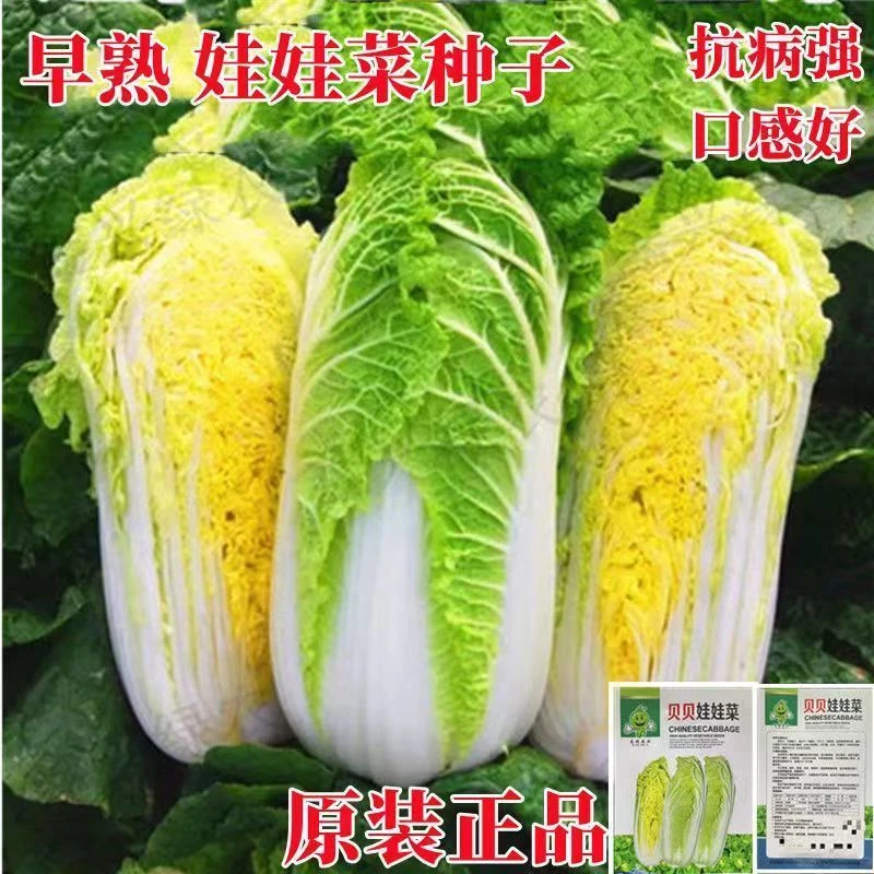 正宗优质黄金娃娃菜种子小型黄心娃娃菜大白菜小白菜阳台高产耐热