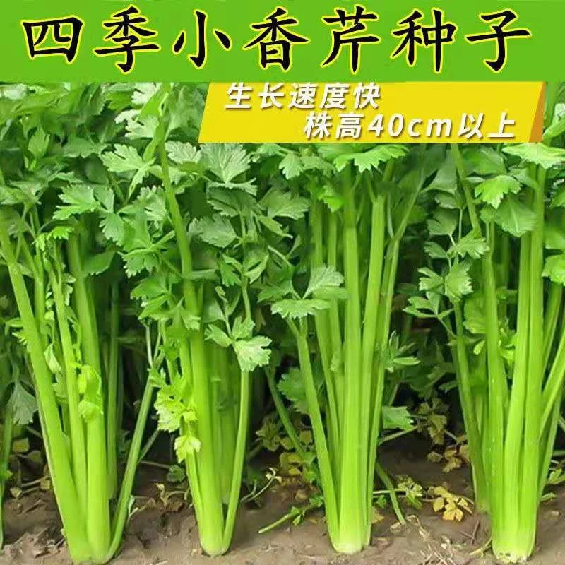 正宗优质四季小香芹种子小芹菜籽农家菜园春季四季播盆栽阳台高产