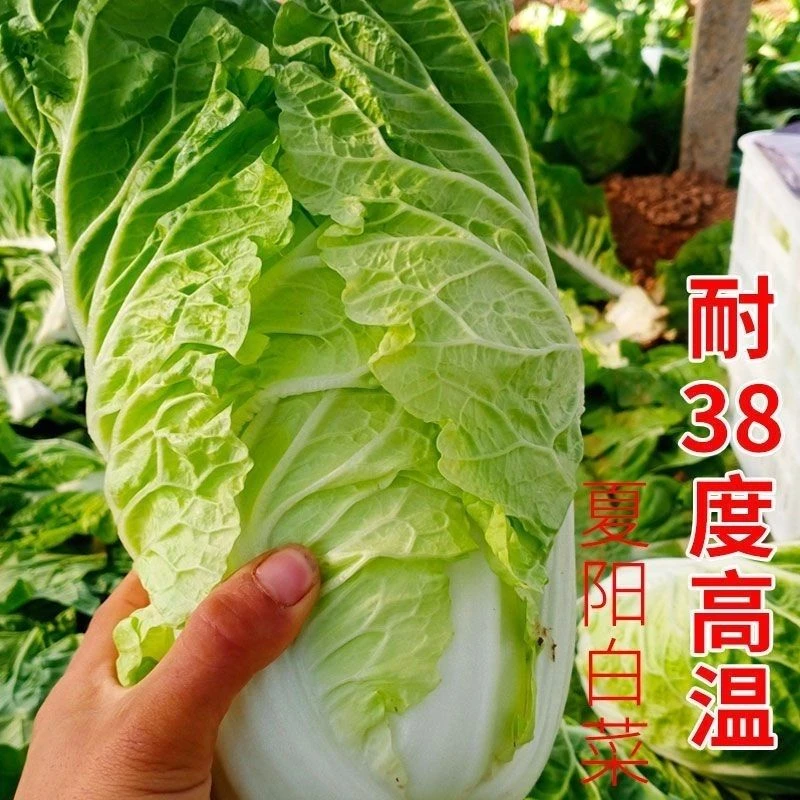 夏阳白菜夏季专用白菜籽50天早熟精选夏阳大白菜种植种子高产