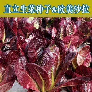 紫孔雀菜种子营养优质【厂家直销】【四季种植紫罗马生高产种植