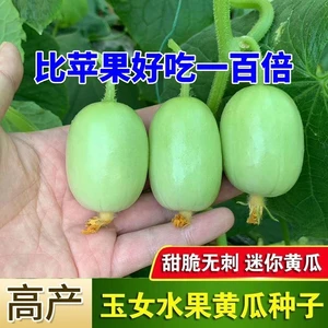优质【甜脆】玉女水果四季迷你小黄瓜籽生吃脆甜高产多汁精品农家