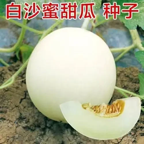正宗优质原装迪兰锦蔬白沙蜜甜瓜种子薄皮甜香无籽好吃的高产丰收