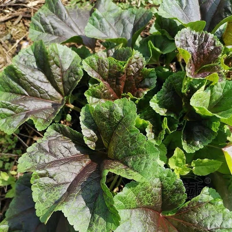 糯米冬寒菜种子四季种植冬寒菜蔬菜种子苋菜阳台菜园阳台