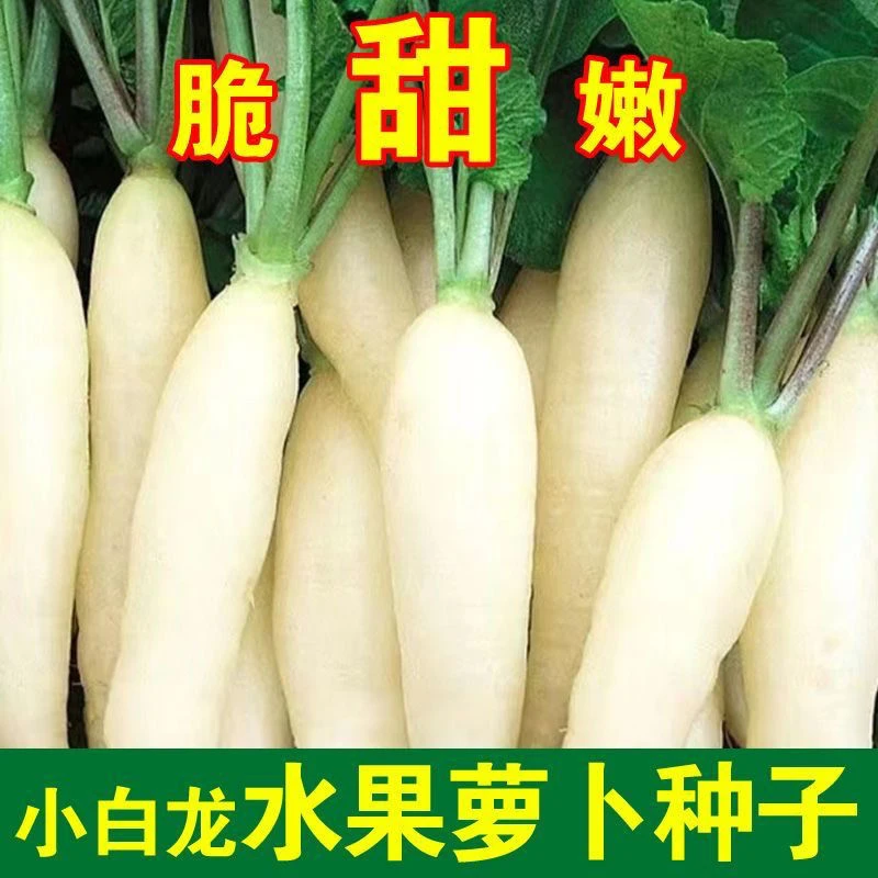 小白龙水果白萝卜种籽抗寒不空心萝卜种子蔬菜种菜籽易种