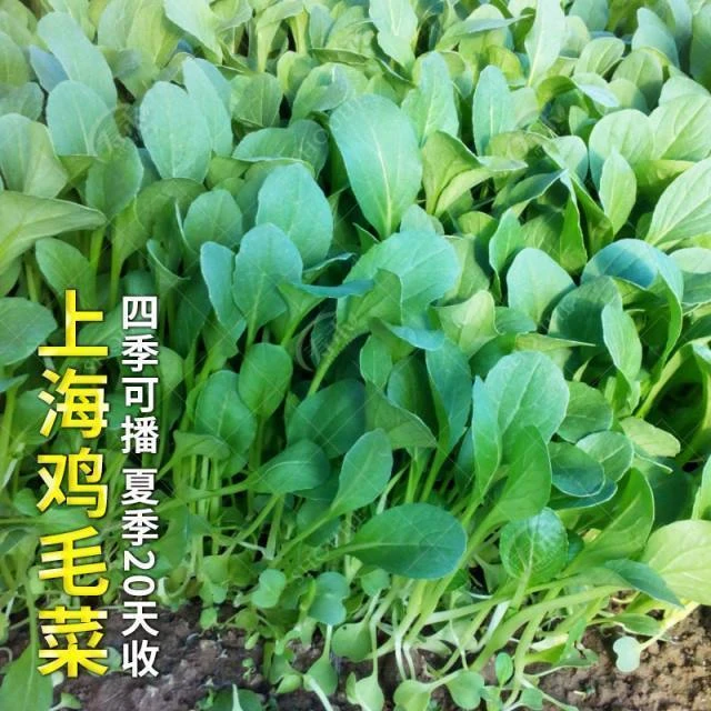 抗热耐寒小白菜种鸡毛菜籽四季播不发芽必赔新种子