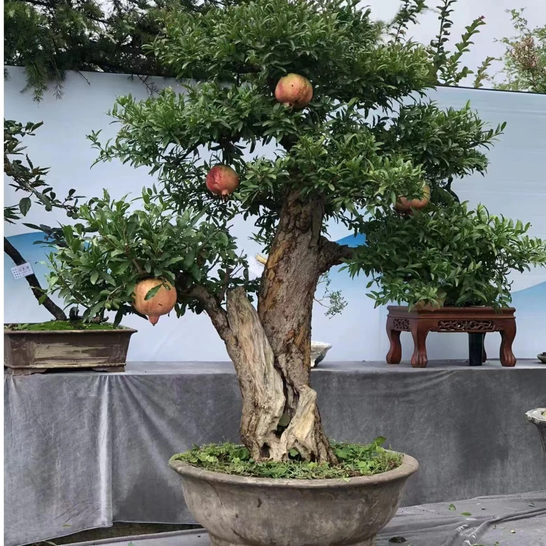 独杆矮霸盆栽【一物一价】