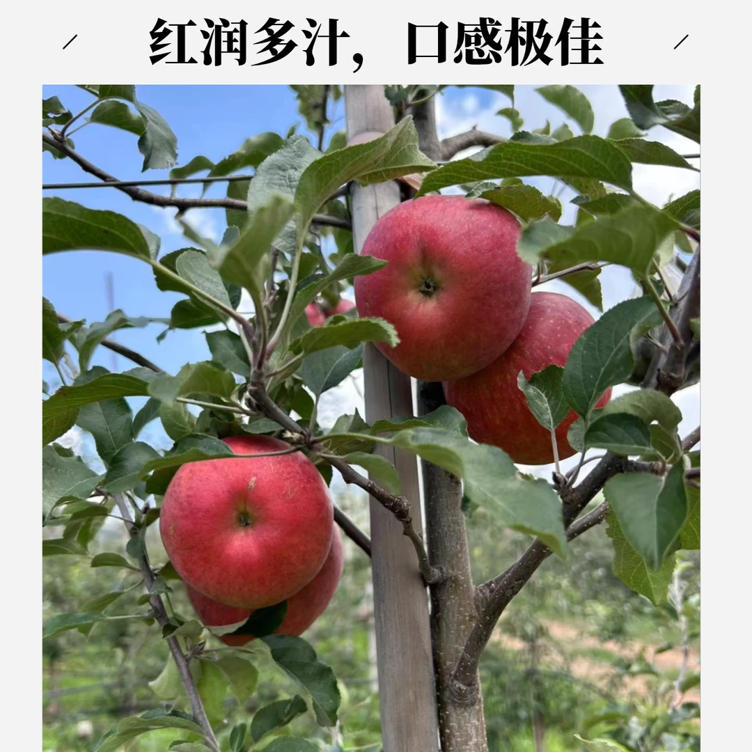 盐源苹果 四川大凉山   现摘现发  自产自销