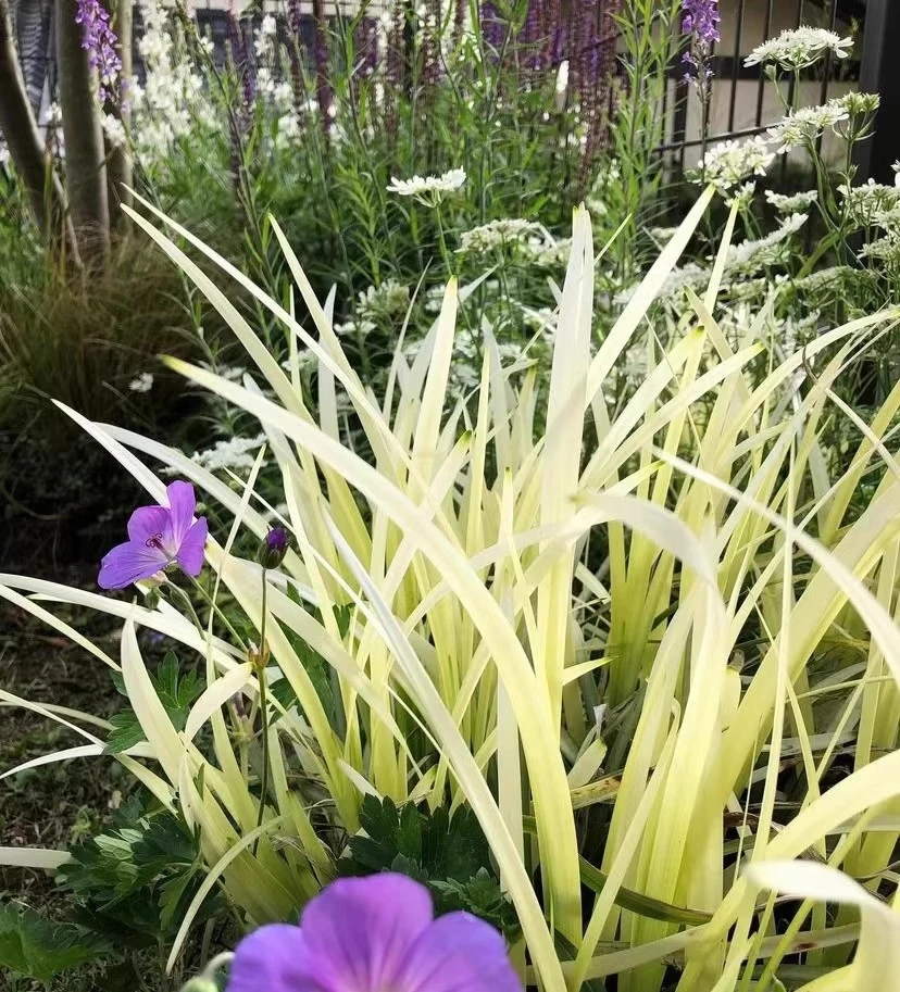 【1物1拍】英国山麦冬2加仑盆栽/纯金啤酒---耐热耐寒多年生观赏草