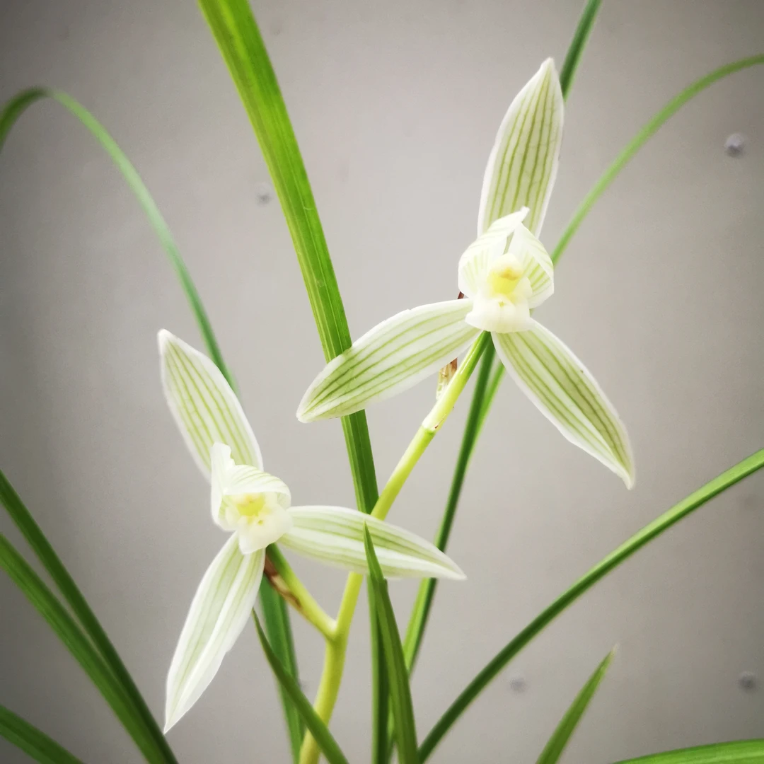 碧龙玉素莲瓣兰经典老种素花叶资优美高花杆无需春化好养易活细叶