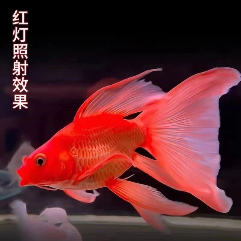 21-23红色短身大尾大鳍纯活体狮头短身蝴蝶鲤鱼养殖场发包邮包活