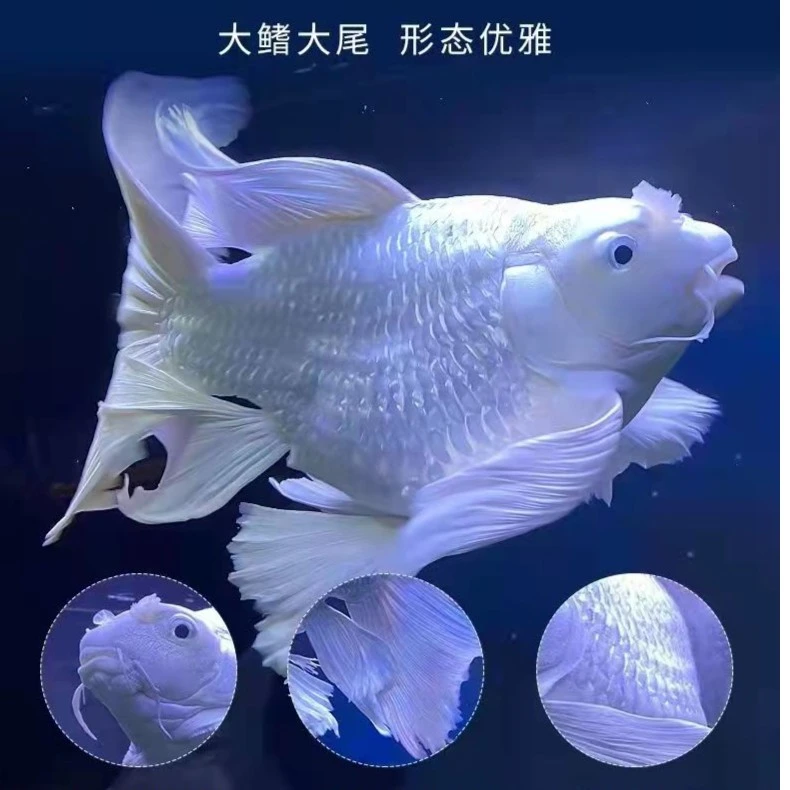 16-18公分球形体蝴蝶鲤观赏鱼大鳍大尾精品蝴蝶鱼贵妃体好养包活