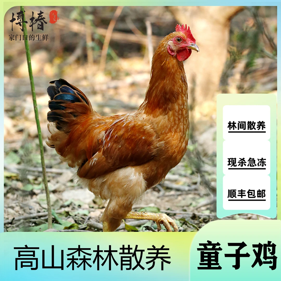 5只高山散养童子鸡 净膛发货红烧爆炒白切山东净重共7.5-8斤左右