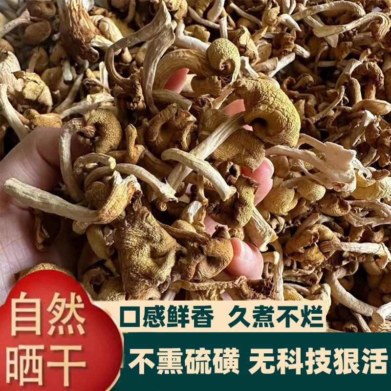 东北榆黄蘑菇干货新鲜黄金菇鸡油菌香菇榆黄蘑煲汤