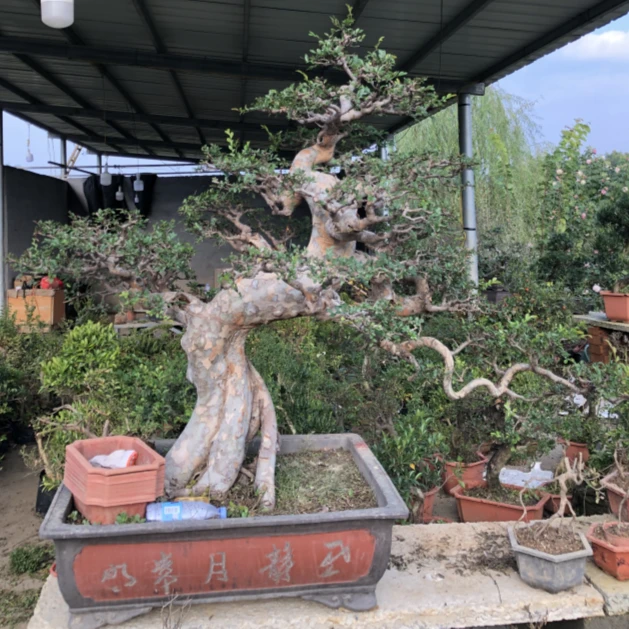 盆景树桩一物一拍