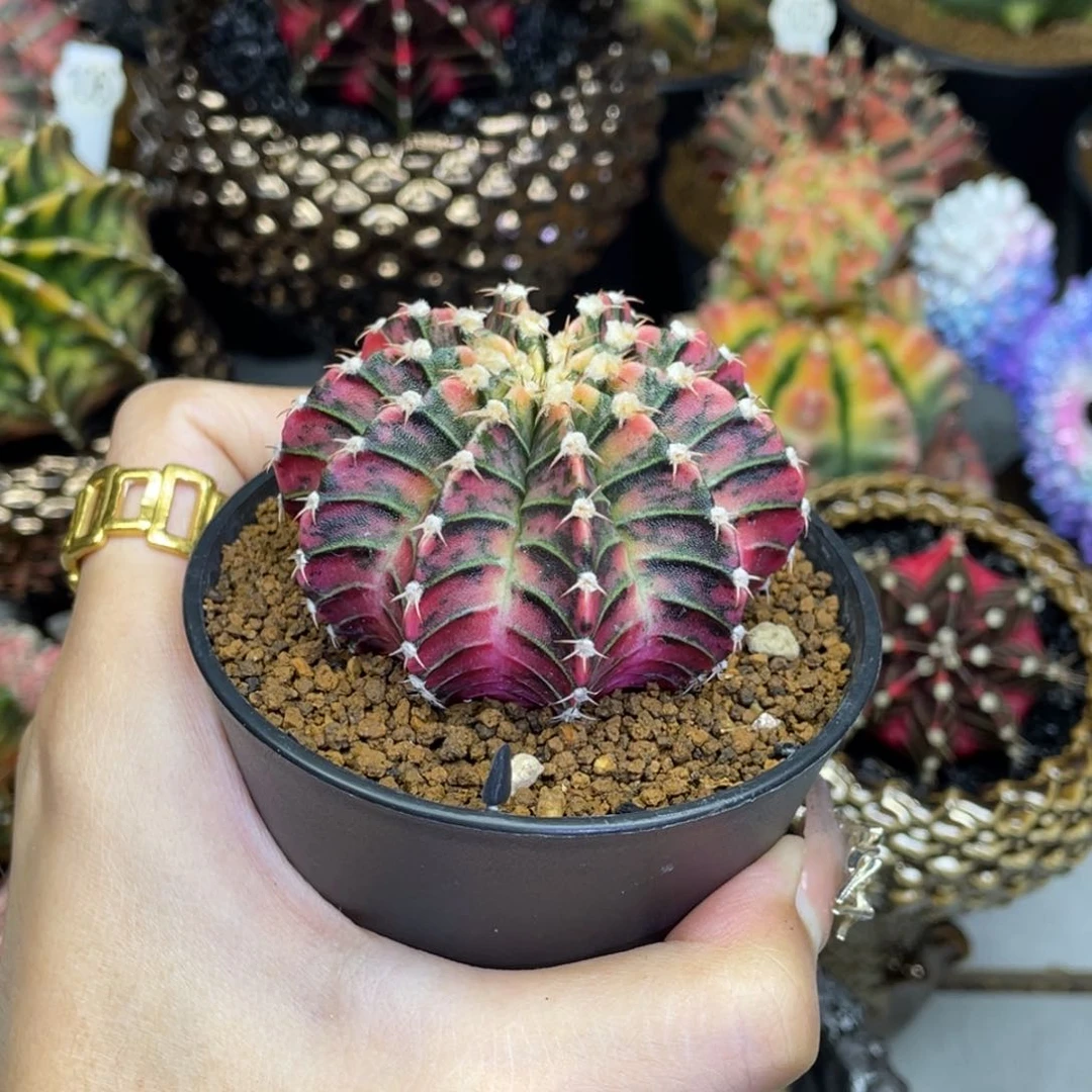 米哈星球00000001800