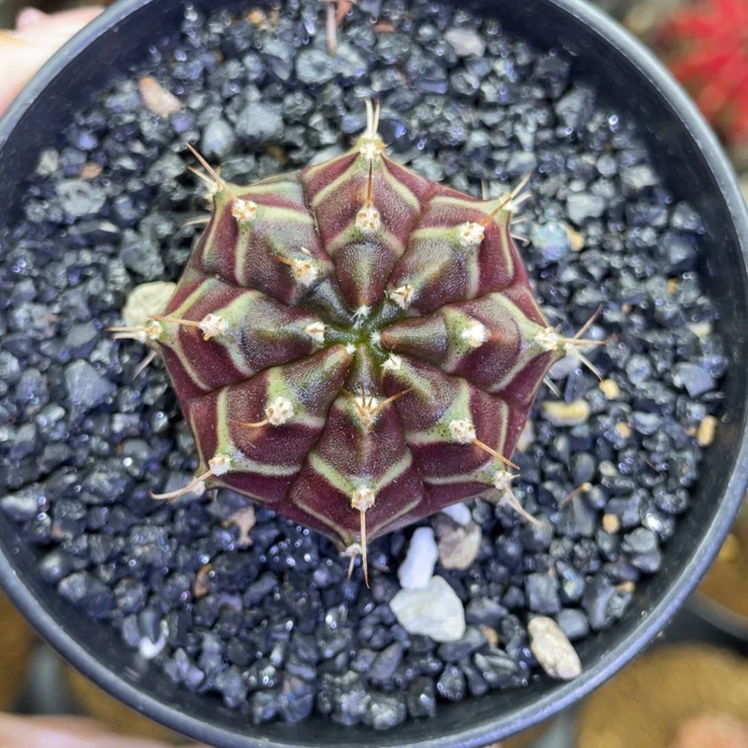 米哈星球00000000280