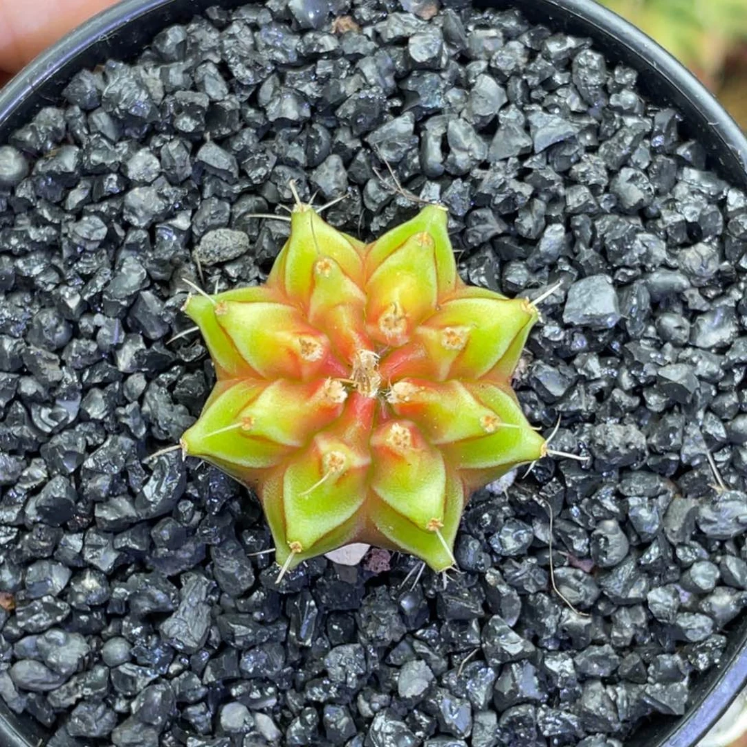 米哈星球00000058