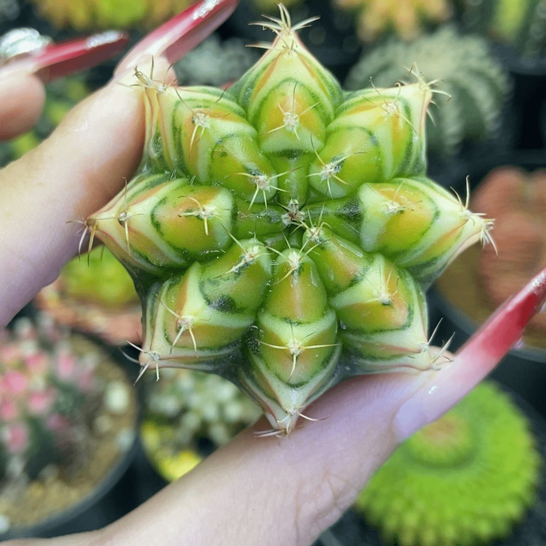 米哈星球000000580