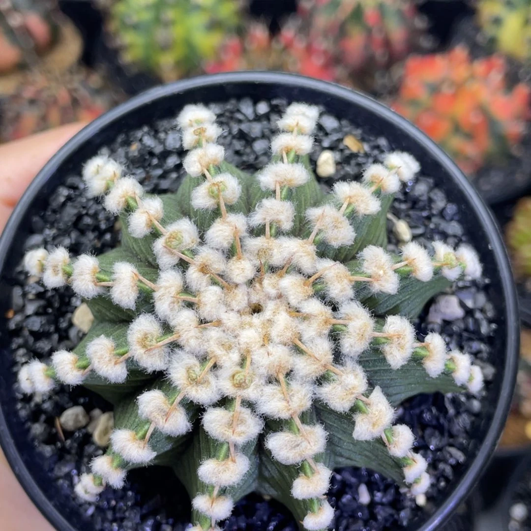 米哈星球000000000580