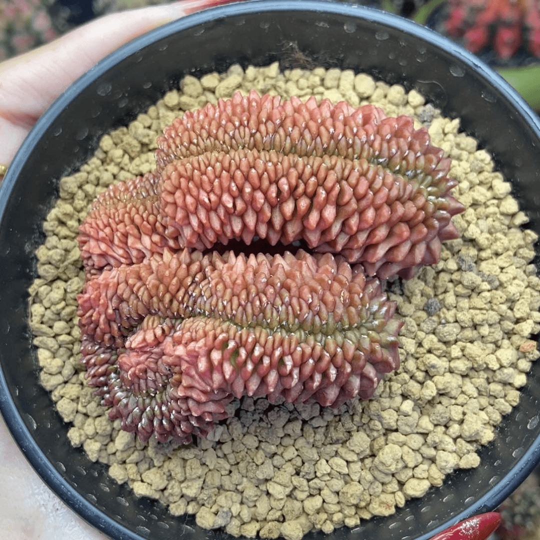 米哈星球00000380
