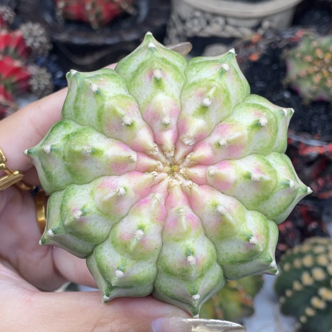 米哈星球00000005800