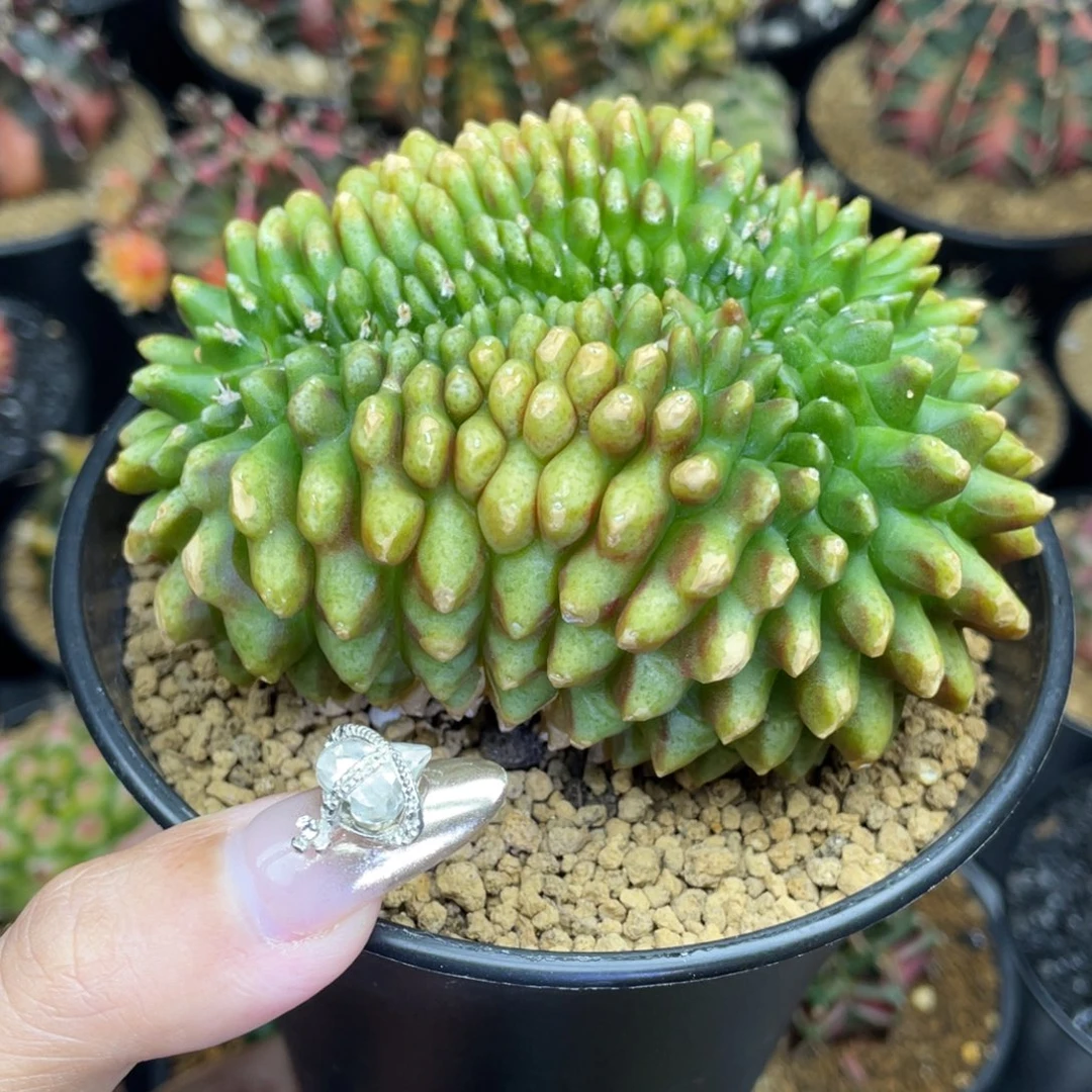 米哈星球000000128