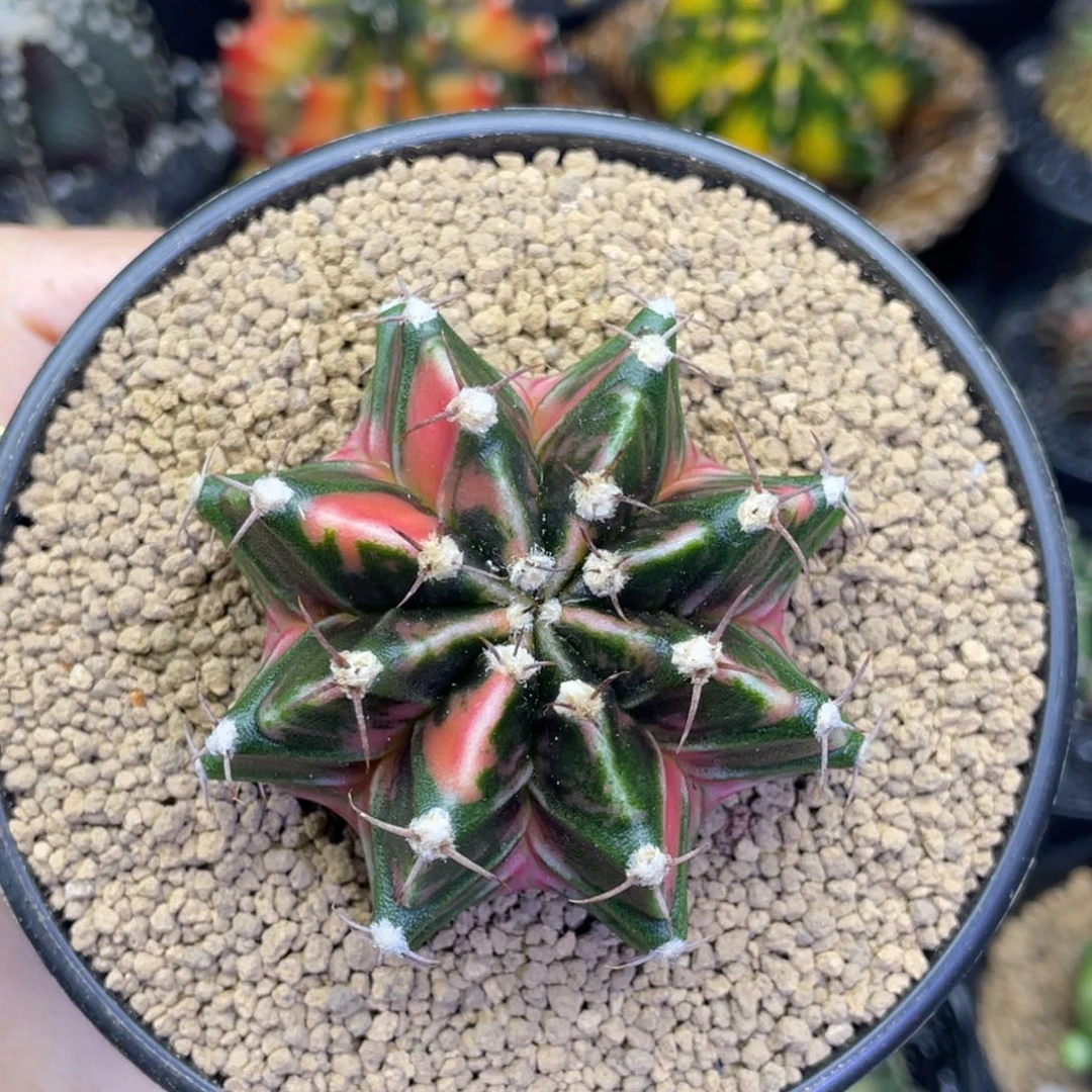 米哈星球00000280